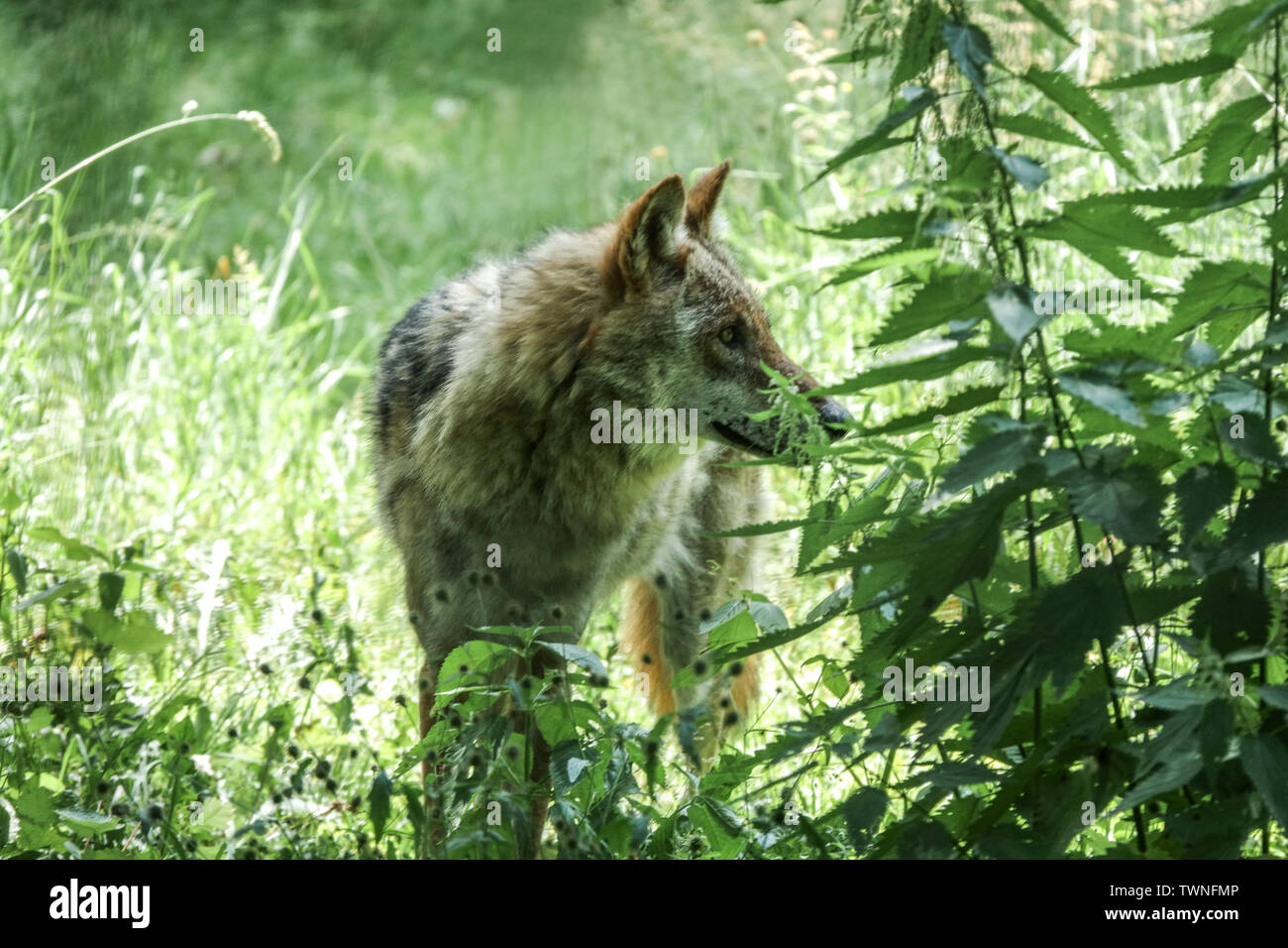 Europäischer Deutscher Wildwolf Grauwolf, Canis Lupus, Deutschland Sachsen Wolf Canis Lupus Lupus Europa wild, schnüffelt eine Geruchsspur an Brennnesselschnüffeln Stockfoto