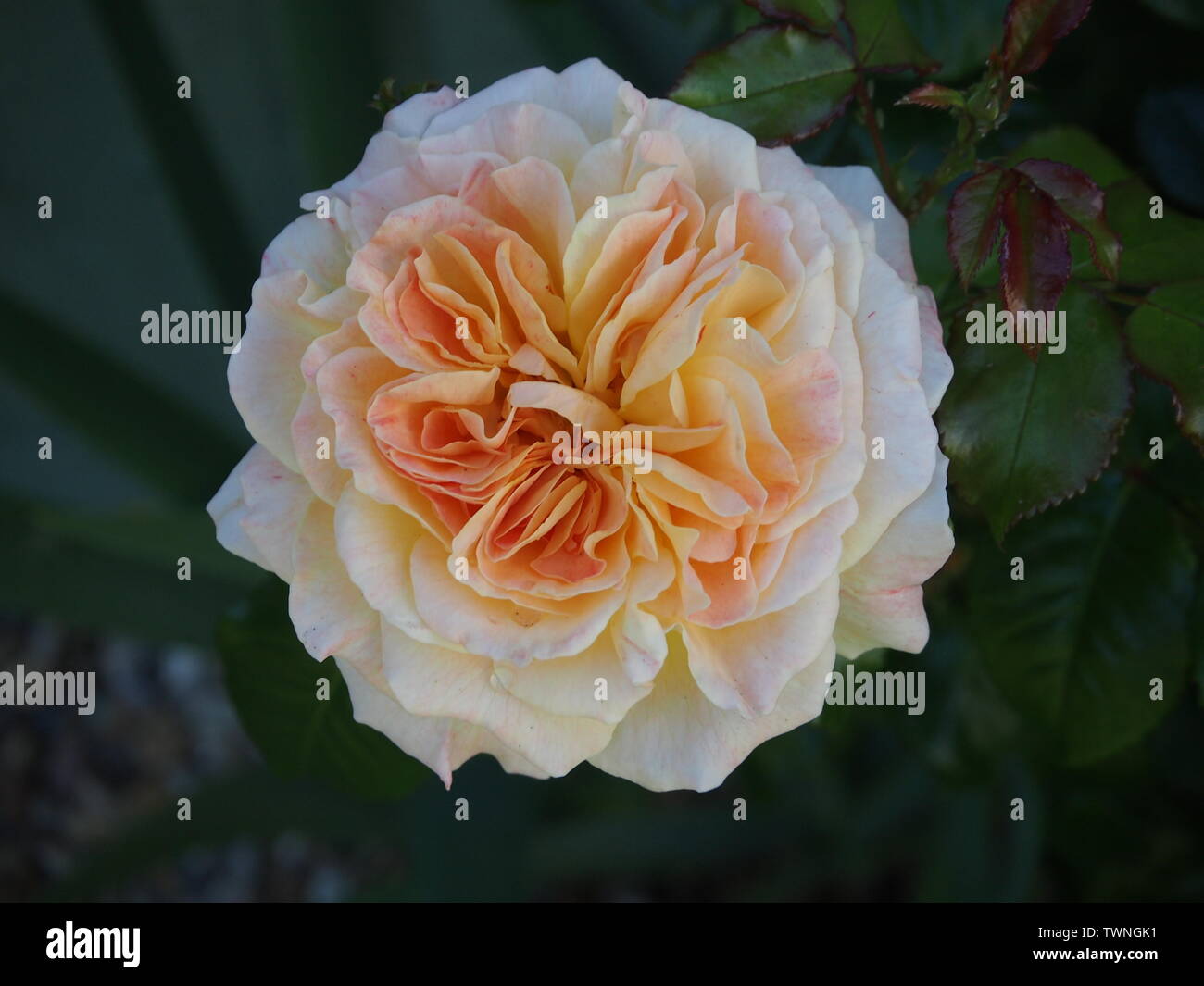 Cremefarbene rose 'Pilgrim' Stockfoto