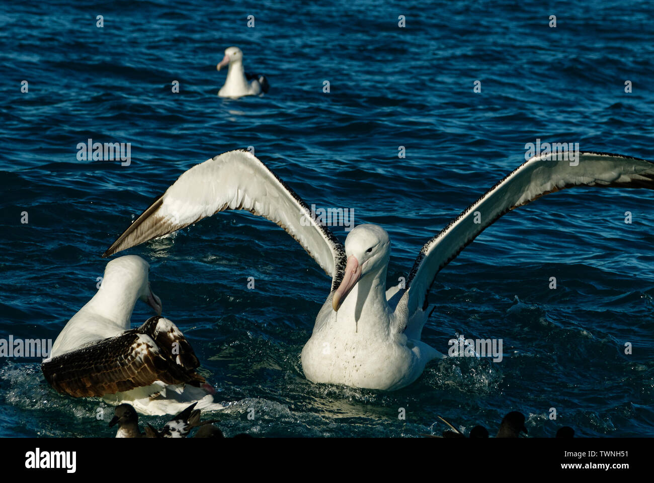 Ein Albatros auf dem Meer mit seinen Flügeln Stockfoto