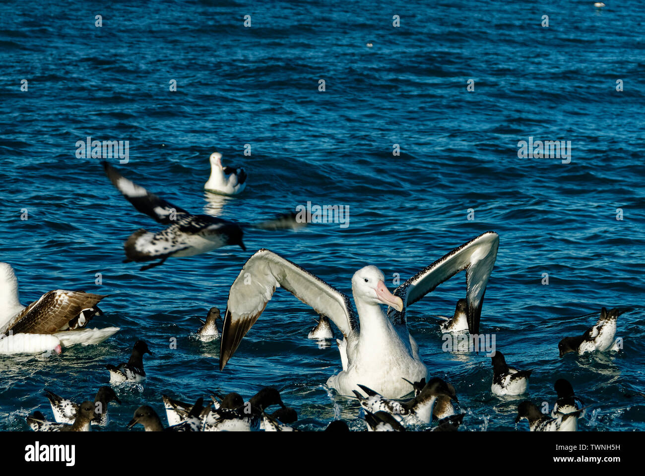 Sturmvögel und eine große Albatross sitzen auf dem Meer Stockfoto