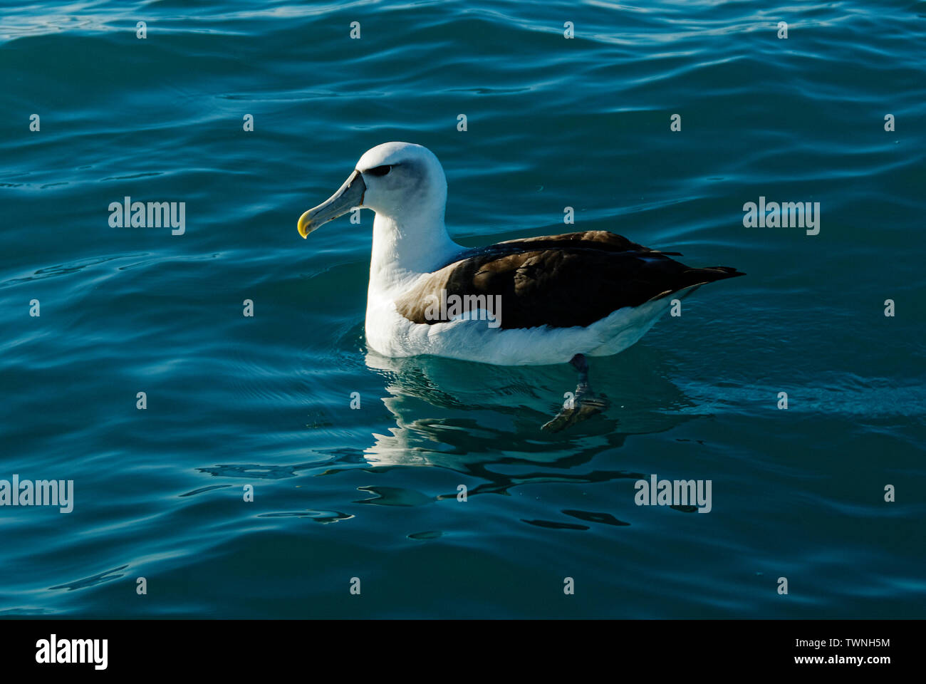 Ein geringerer Albatross, auch als mollymawk bekannt, die auf der Oberfläche der See ruht. Stockfoto