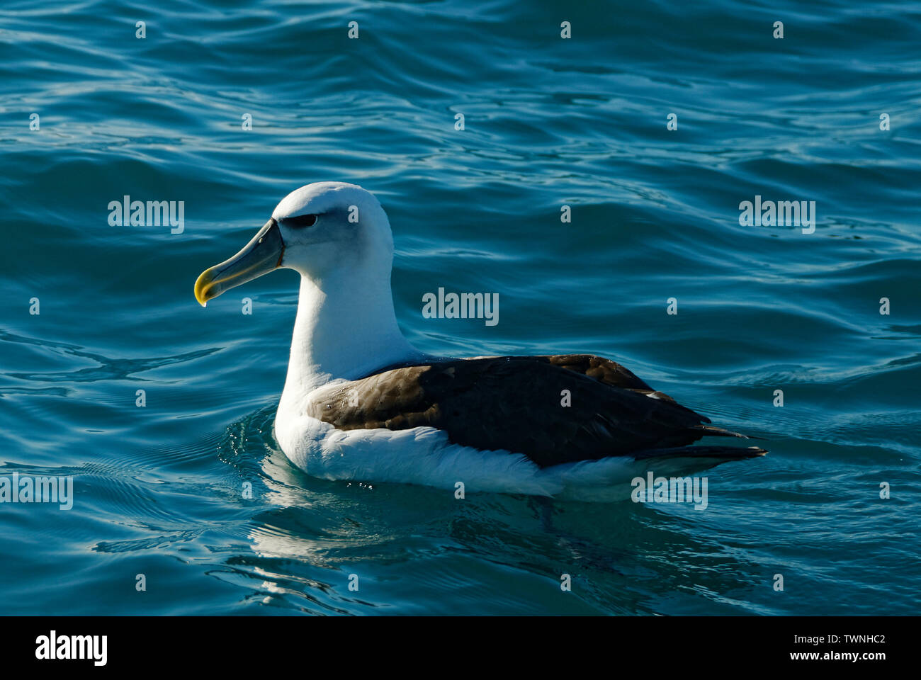 Albatros in der Nähe von Kaikoura auf der Südinsel Neuseelands Stockfoto
