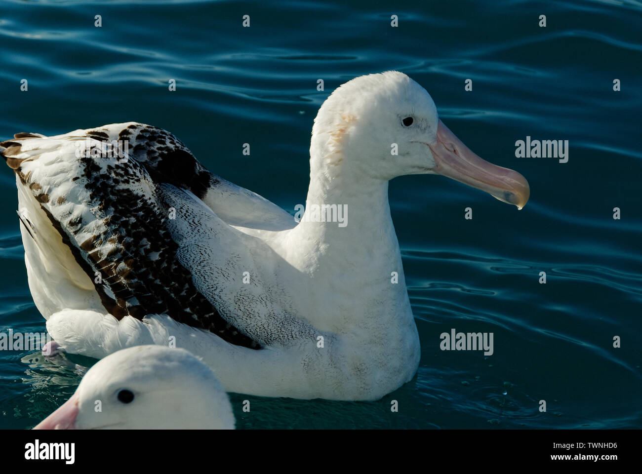 Die ruhephase Albatross in der Nähe von Kaikoura, Neuseeland Stockfoto