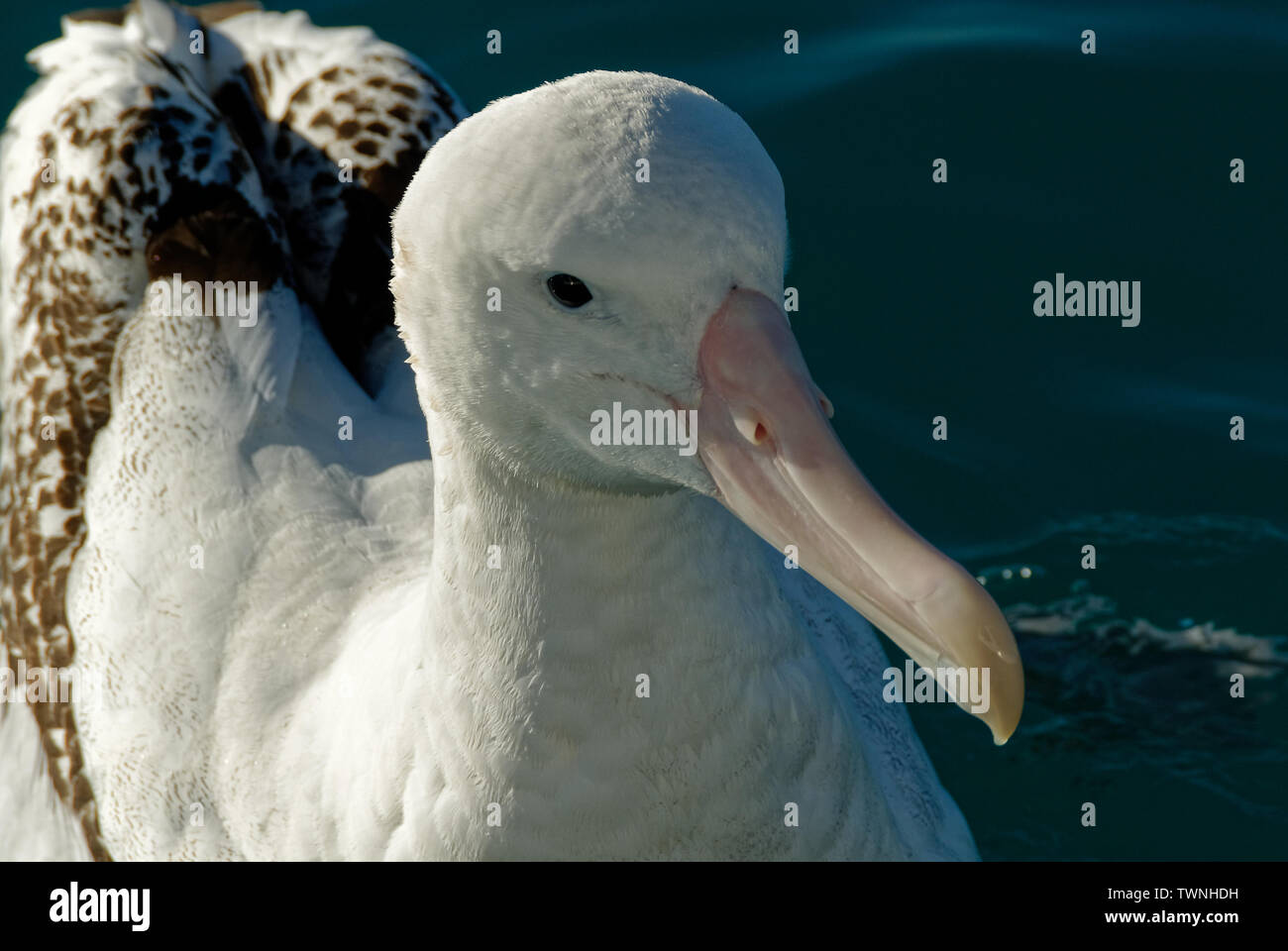 Eine große Albatross in der Nähe von Kaikoura, Neuseeland Stockfoto