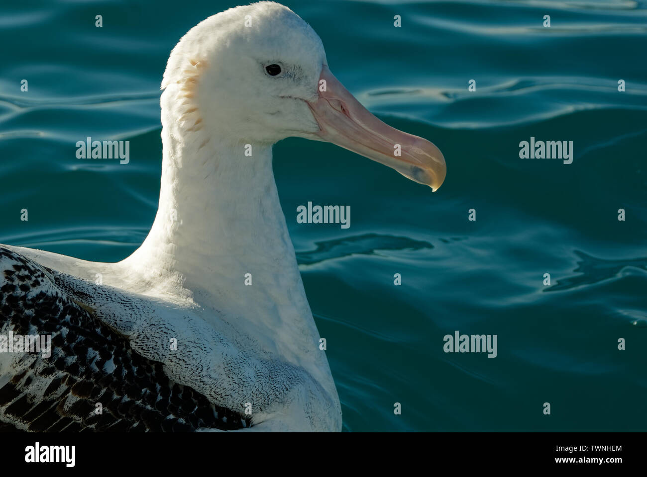 Ein Albatros ruht auf der Oberfläche des Wassers in der Nähe von Kaikoura, Neuseeland Stockfoto