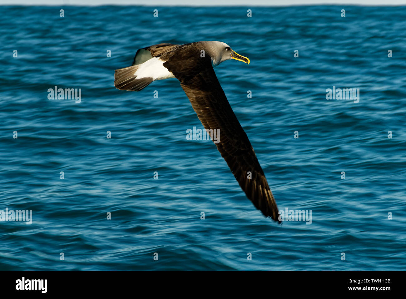 Ein flying Albatros Demonstration ihrer großen Spannweite Stockfoto