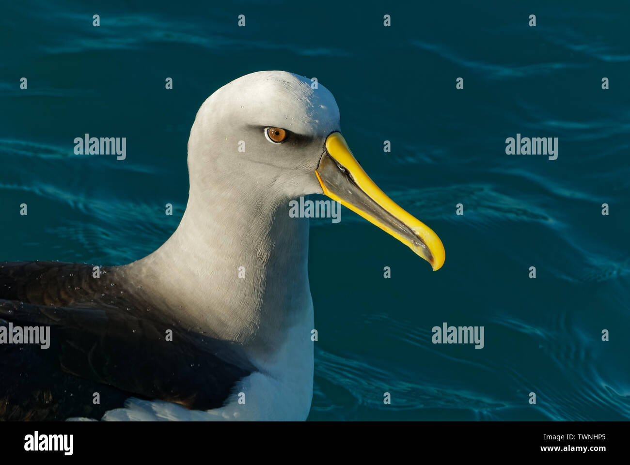 Ein geringerer Albatross (vermutlich ein bullers) schwimmt auf dem Meer in der Nähe von Kaikoura, Neuseeland Stockfoto