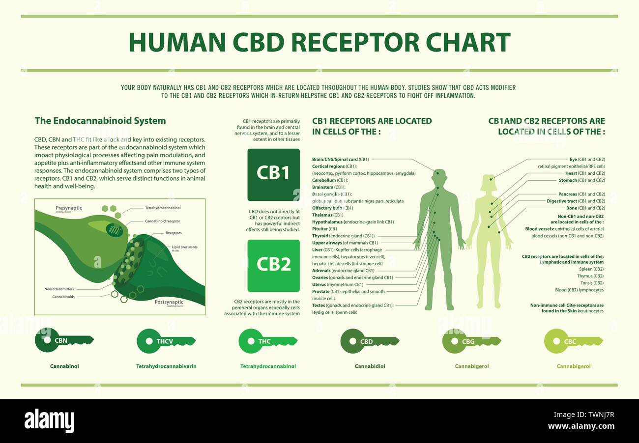 Die CBD-Rezeptor Chart horizontale Infografik Abbildung über Cannabis als pflanzliche Alternative Medizin, Gesundheitswesen und medizinische Wissenschaft Vektor. Stock Vektor