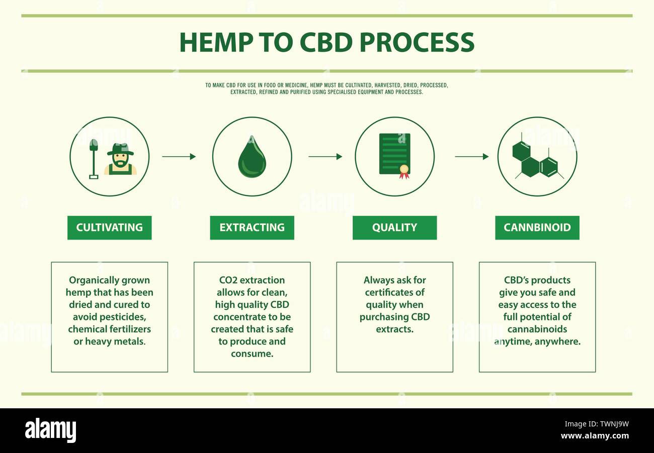 Hanf zu CBD-Prozess horizontale Infografik Abbildung über Cannabis als pflanzliche Alternative Medizin, Gesundheitswesen und medizinische Wissenschaft Vektor. Stock Vektor