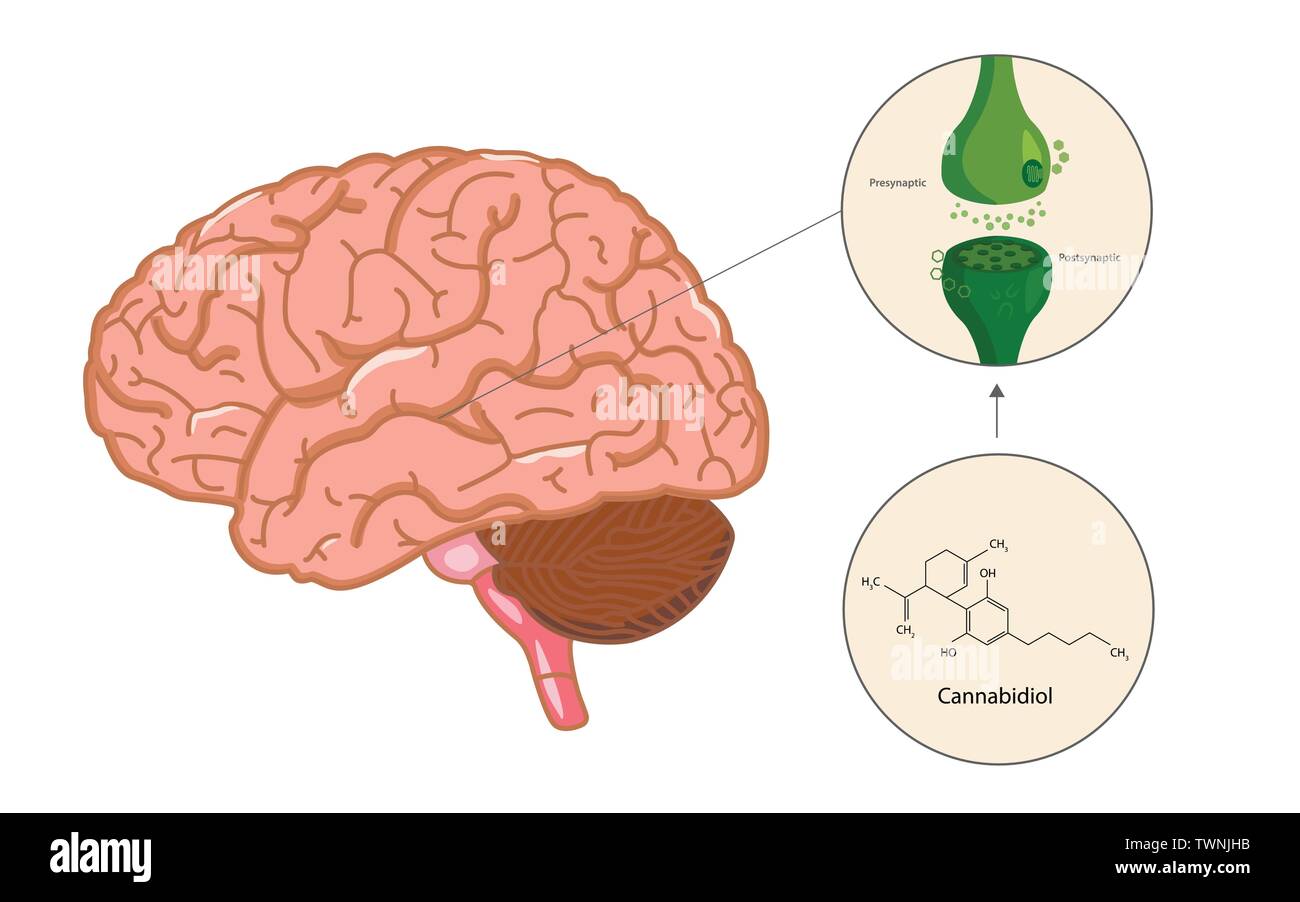 Das Endocannabinoidsystem im Gehirn horizontale Infografik Abbildung über Cannabis als pflanzliche Alternative Medizin, Gesundheitswesen und Medizin. Stock Vektor