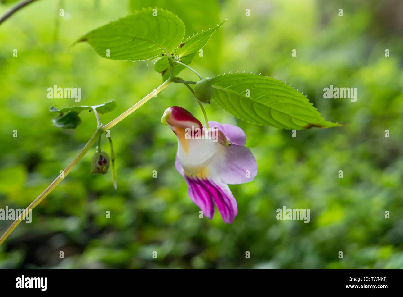 Seltene Papageien Blume eine ähnliche Form der Papagei hängen an Stammzellen im tiefen Wald Stockfoto