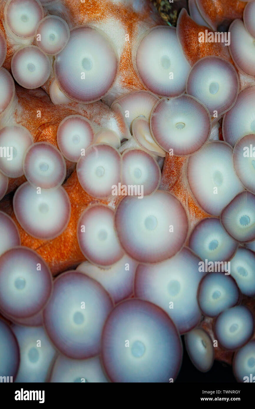 Ein Blick auf die Saugnäpfe auf einem riesigen Pazifik Octopus, Enteroctopus dolfleini oder North Pacific giant Octopus, British Columbia, Kanada. Stockfoto