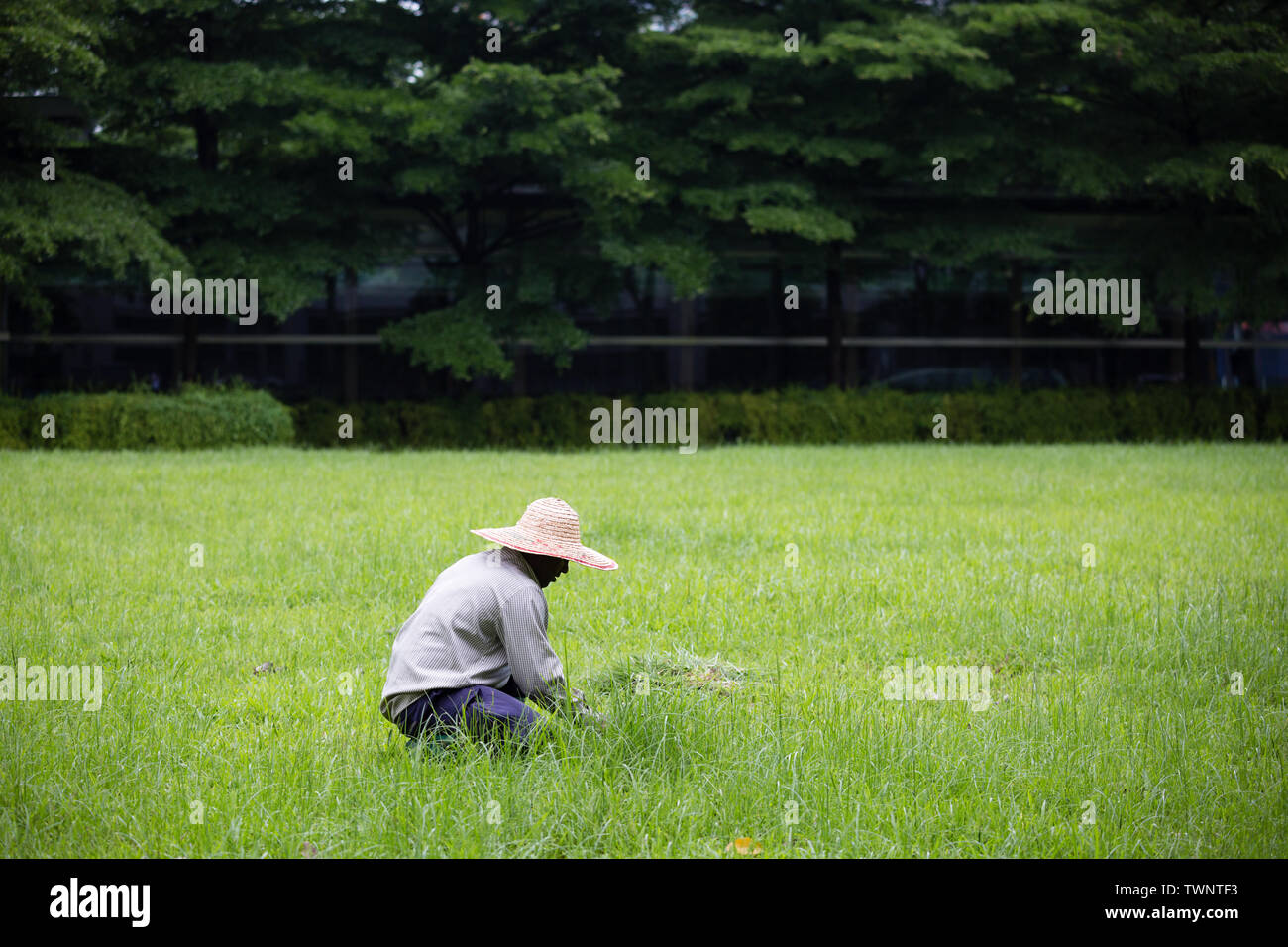 Garten Arbeitnehmer clearing Unkraut im Rasen Landschaft Stockfoto
