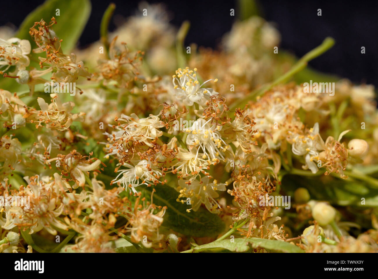 Linden Farbe getrocknet für medizinische Zwecke in Nahaufnahme. Flache Tiefenschärfe Stockfoto