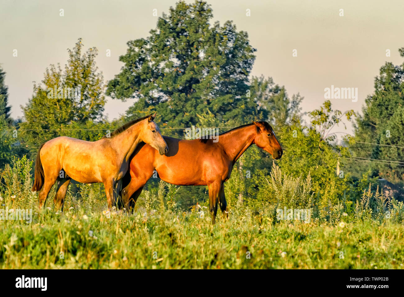 Pferde, ruhig weiden ohne Leine im Feld, in der Nähe des Dorfes. Stockfoto