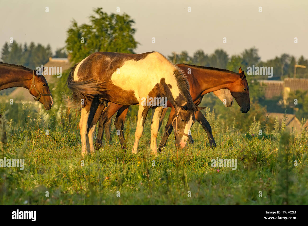 Pferde, ruhig weiden ohne Leine im Feld, in der Nähe des Dorfes. Stockfoto