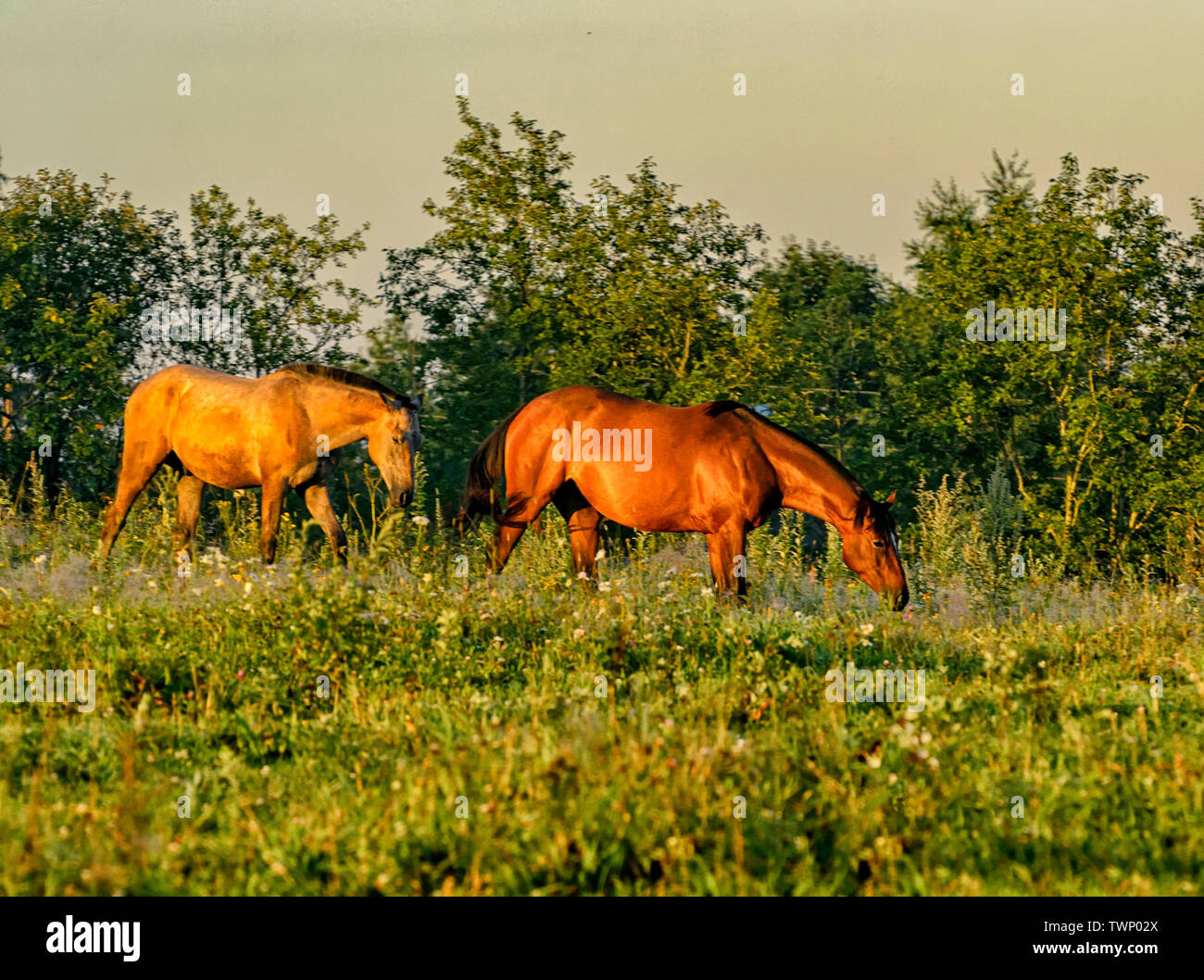 Pferde, ruhig weiden ohne Leine im Feld, in der Nähe des Dorfes. Stockfoto