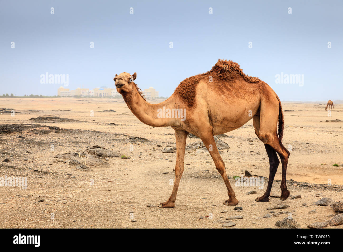 Wild Kamel in der Wüste in der Nähe von Salalah im Oman Stockfoto