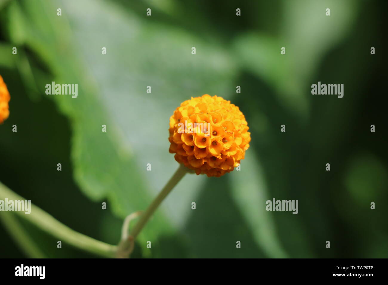 Buddleja Nana Gelb/Orange runde Kugel Blume Stockfotografie