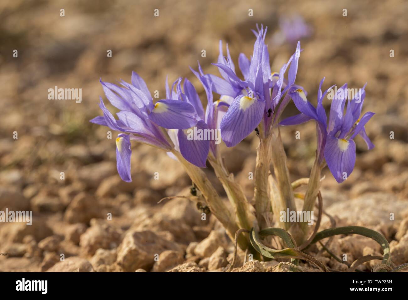 Iris der Barbary-Nuss, Moraea sisyrinchium Stockfoto