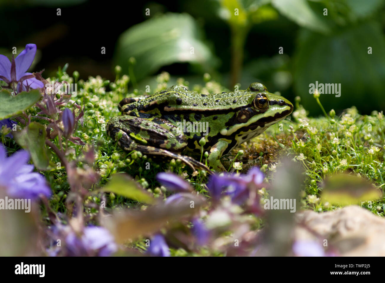 Green frog (Pelophylax esculentus) mit einem Sonnenbad an einem Teich in Brandenburg, Deutschland Stockfoto