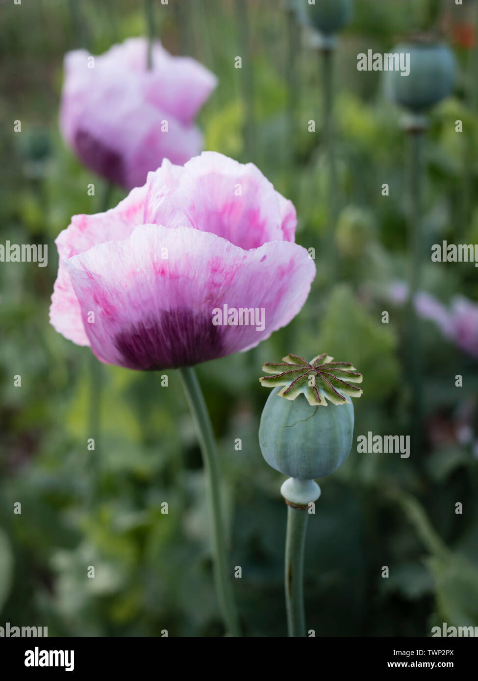 Opium poppy flower und Saatgut (Papaver somniferum Stockfotografie - Alamy