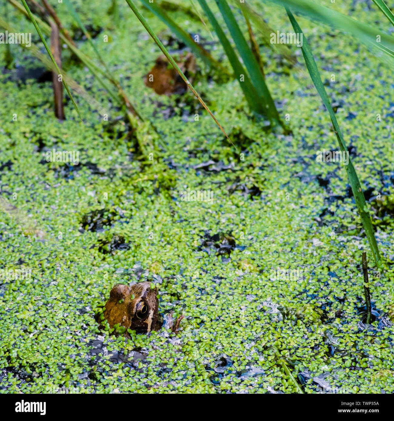 Europäische Grasfrosch (Rana temporaria) in einem Teich mit Wasserlinsen bedeckt. Stockfoto