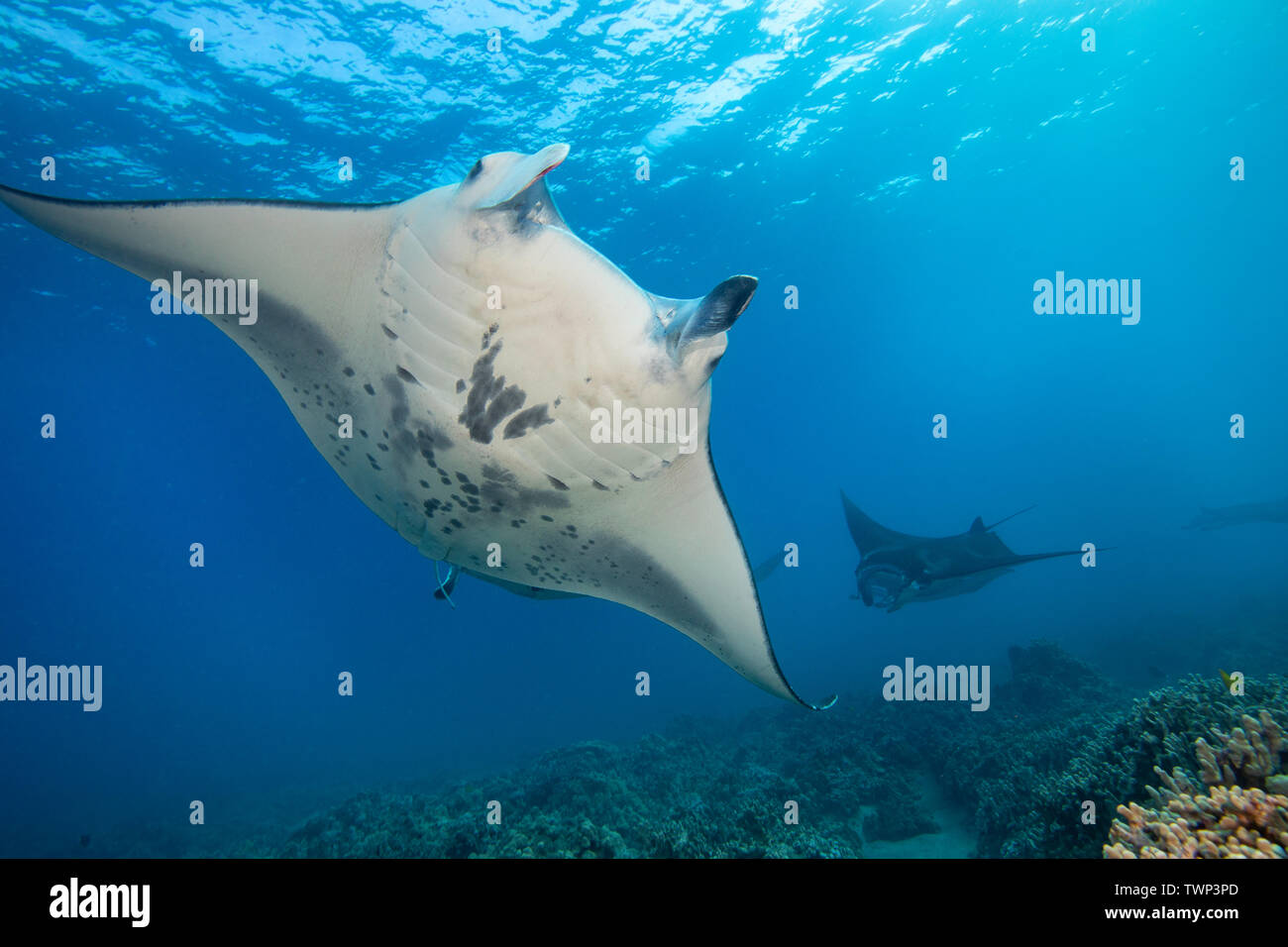 Mantarochen im korallenriff -Fotos und -Bildmaterial in hoher Auflösung ...