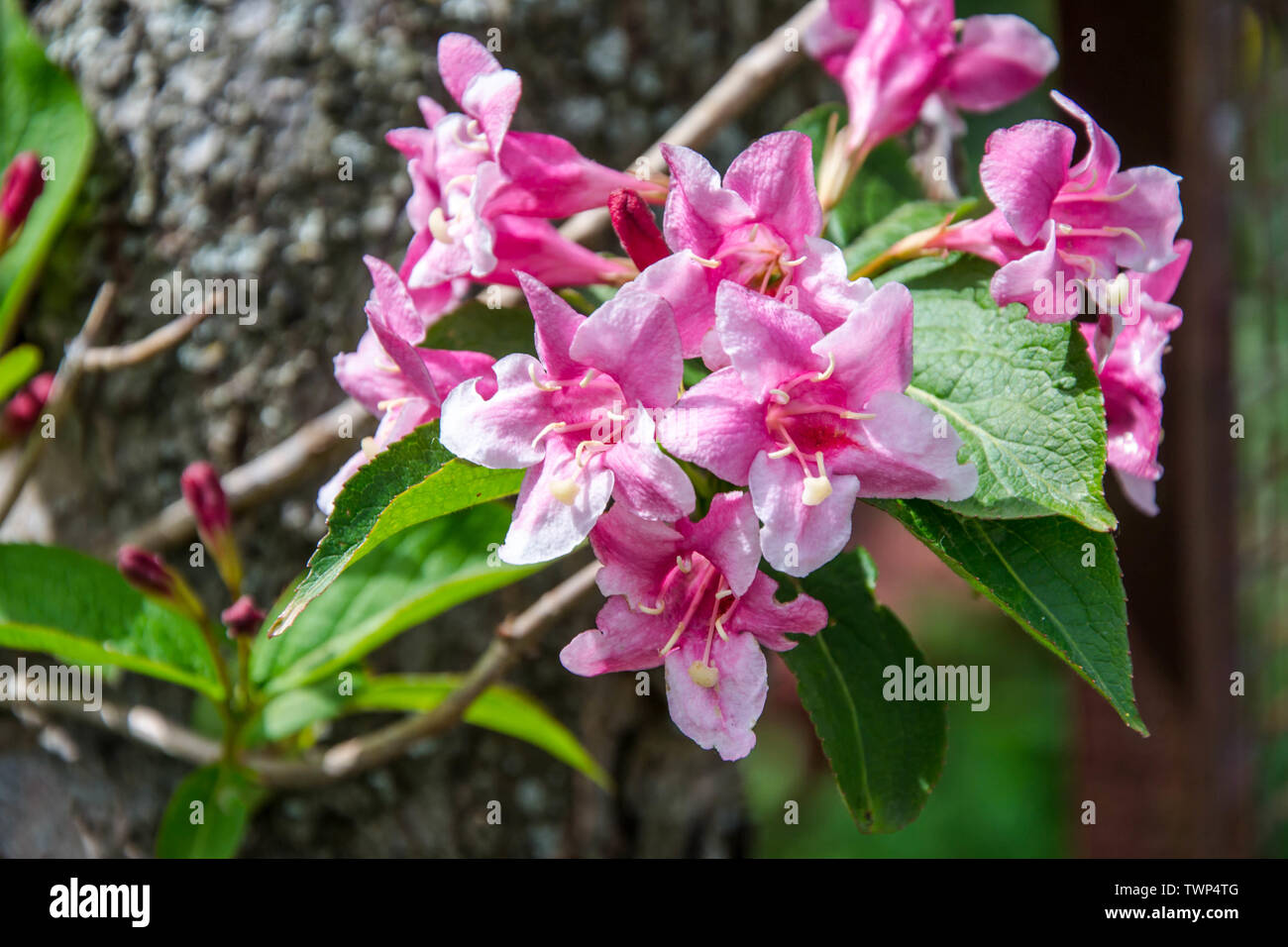 Close-up Weigela Rosea Trichter rosa Blume geformt, vollständig geöffnet und geschlossen kleine Blüten mit grünen Blättern. Selektiver Fokus der hellen rosa Blütenblätter Stockfoto