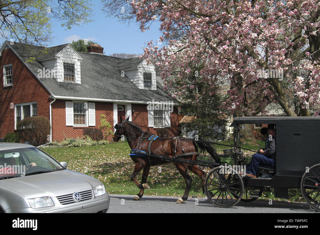 Amisch reiten einen Buggy auf Straße in Pennsylvania, USA Stockfoto