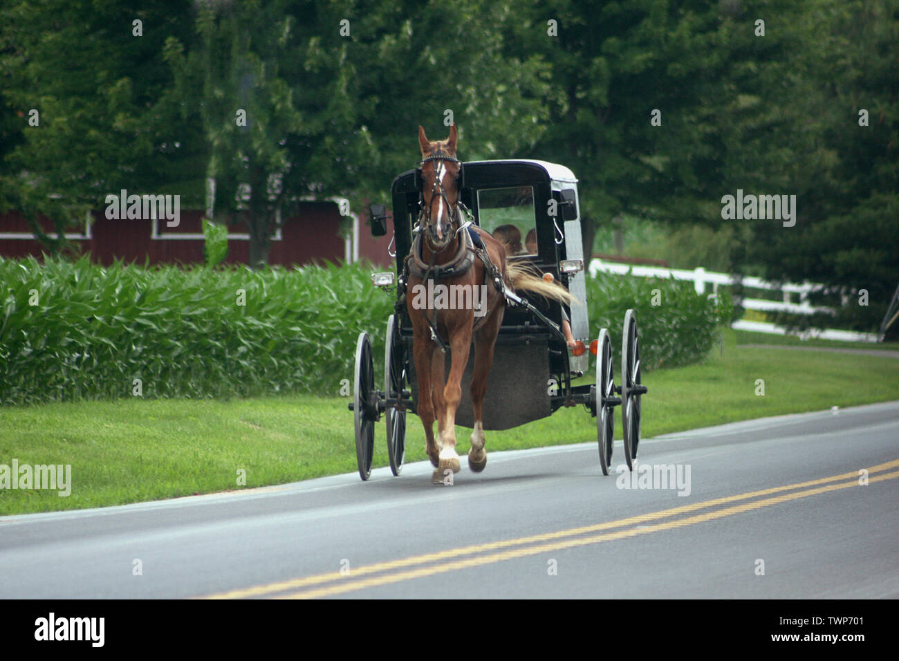 Familie Reiter ein pferdefuhrwerk Buggy auf einer Landstraße in Pennsylvania, USA Stockfoto