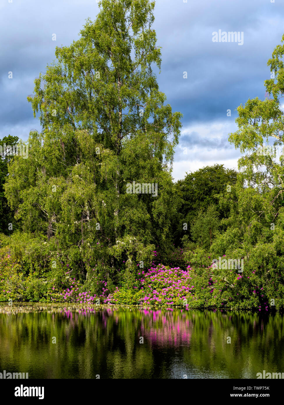 Bäume und Rhododendros an der Seite ein Loch, Sotland Stockfoto