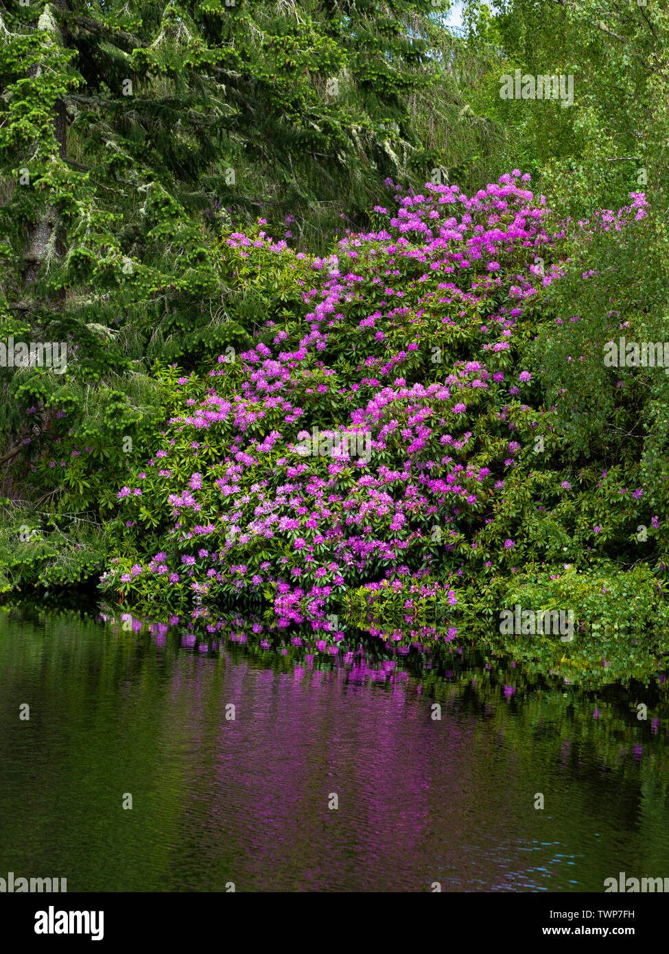 Rhododendren an der Seite eines Loch Stockfoto