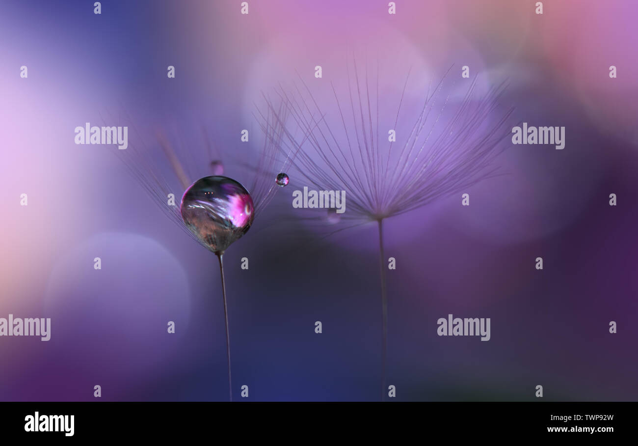 Makro Fotografie. Blumen abstrakte Pastell Hintergrund mit Kopie Raum. Löwenzahn Blume. Ruhige Violett Natur Hintergrund. verschwommen Platz für Ihren Text. Stockfoto