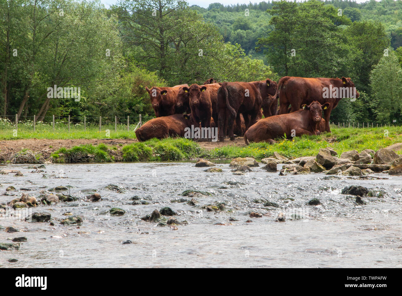 Kühe Abkühlung im Fluss Darent in Kent Stockfoto