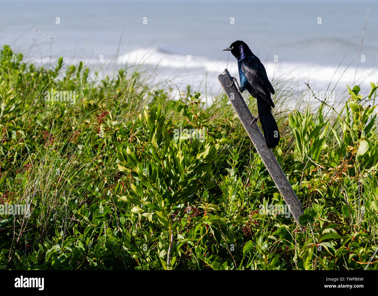 Ein Boot-tailed grackle hängt heraus auf einem hölzernen Pfosten inmitten von grünem Laub am Strand in Duck, NC. Stockfoto Ein Boot-tailed grackle hängt heraus auf einem hölzernen Pfosten inmitten von grünem Laub am Strand in Duck, NC. Stockfoto