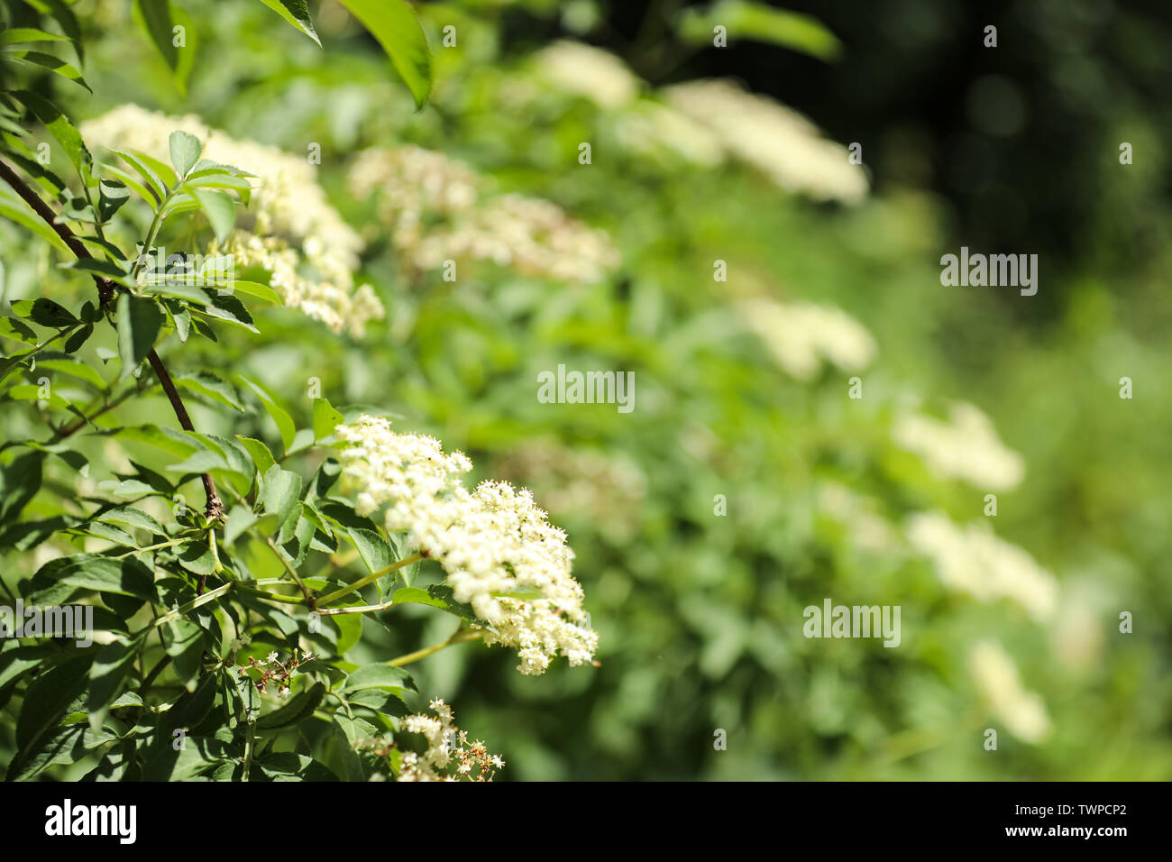Holunderblüten Stockfoto