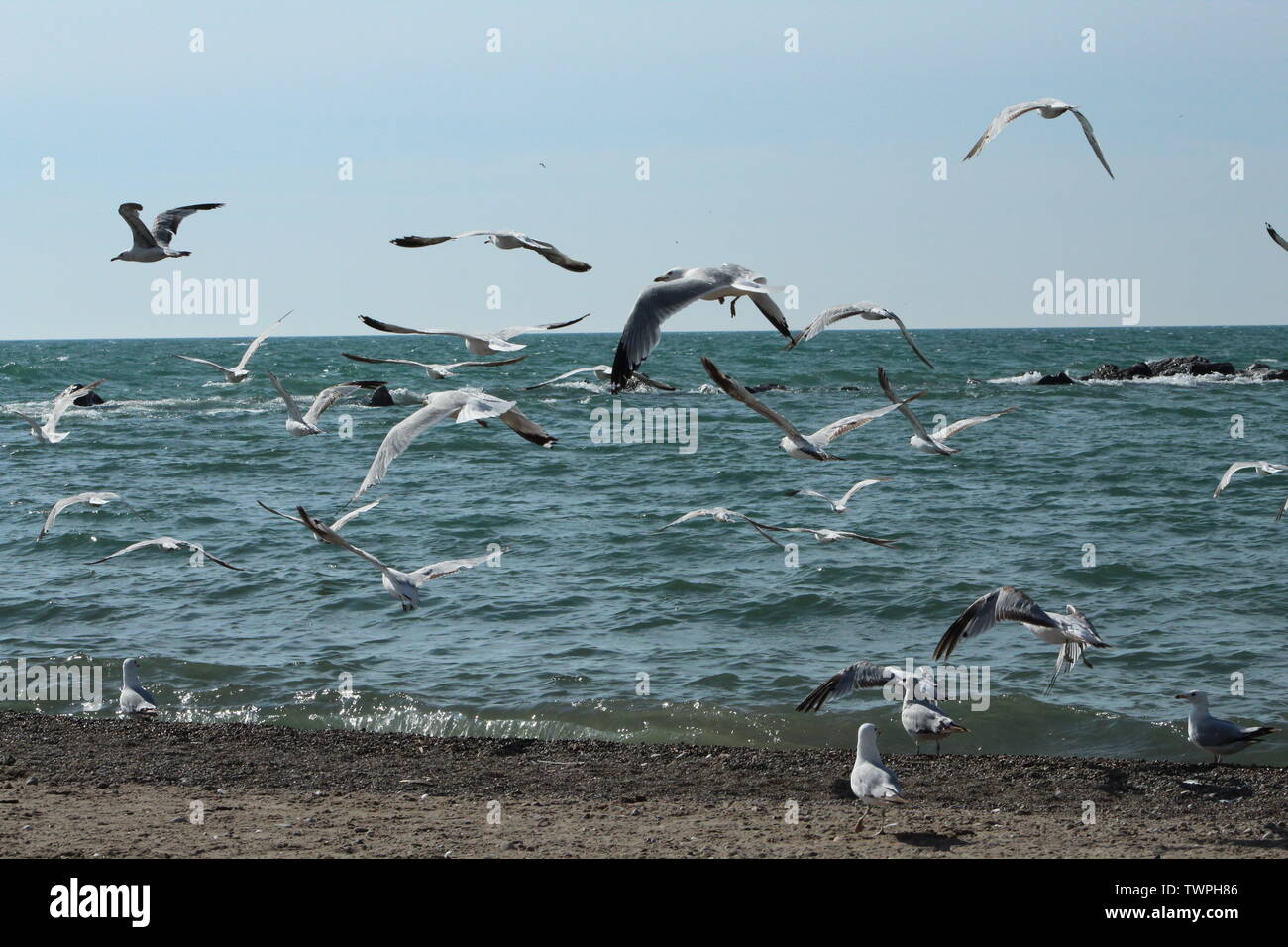 Eine Kolonie von Möwen, die Kotflügel am sonnigen Ufer des Lake Michigan in SE Wisconsin auf einer kühlen Morgen im Juni. Stockfoto