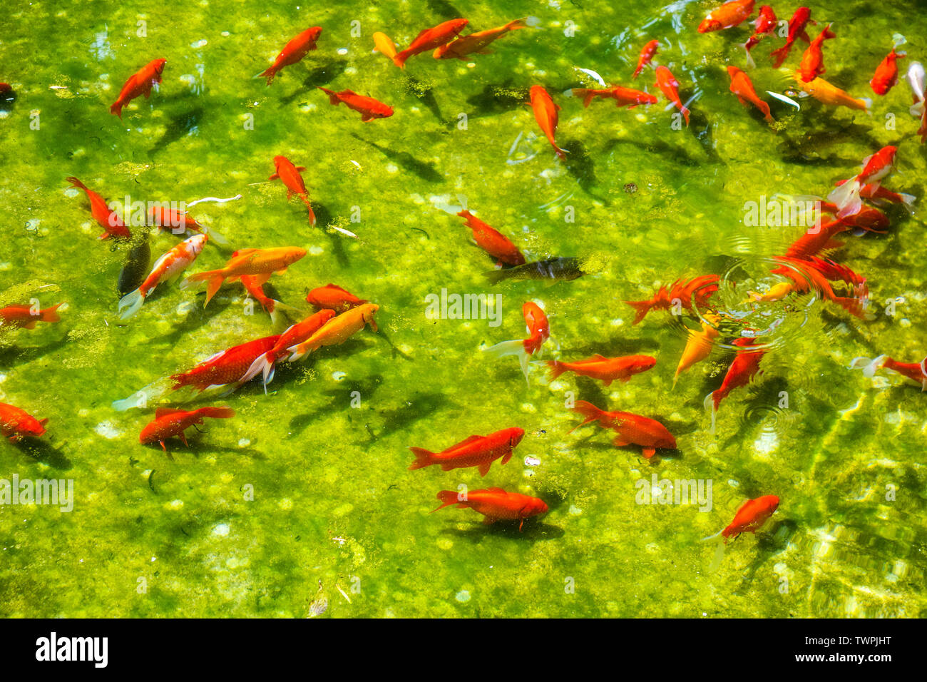 Japanische fische Koi in Garten See Stockfoto