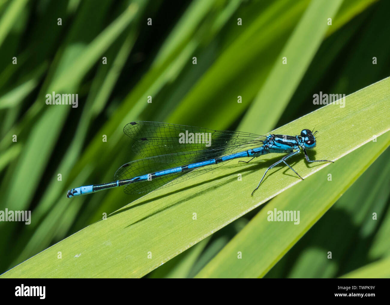 Coenagrion puella männlichen closeup (Hufeisen-azurjungfer, damselflies) auf ein Blatt im Sommer (Juni) in der Nähe von Wasser von einem Garten Teich in West Sussex, England, UK. Stockfoto