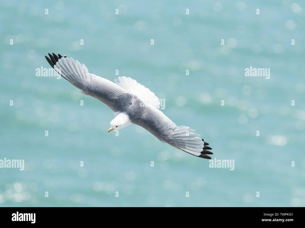 Flying Dreizehenmöwe (Rissa tridactyka) Stockfoto