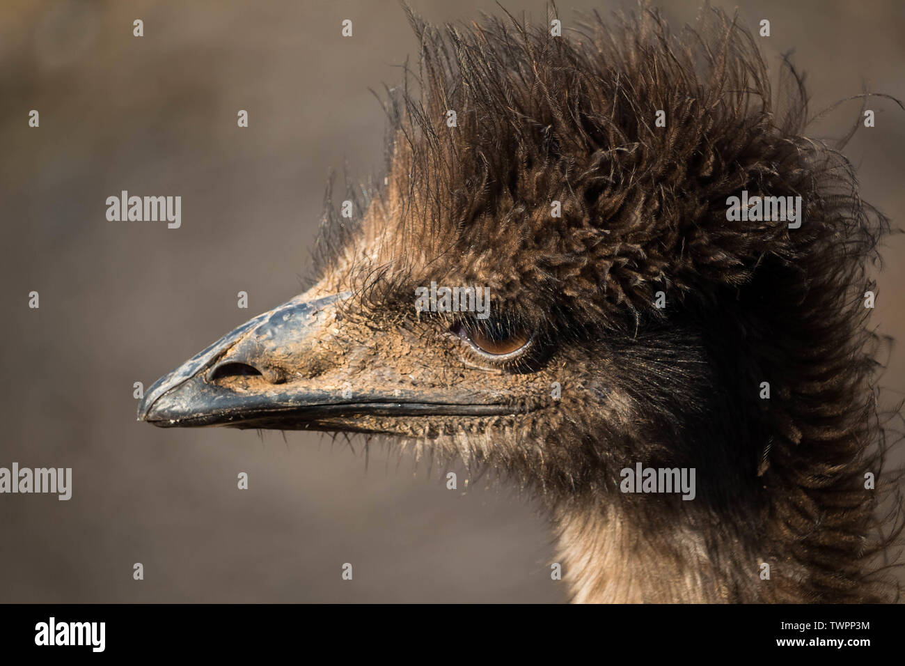 Emu (Dromaius Novaehollandiae) Stockfoto