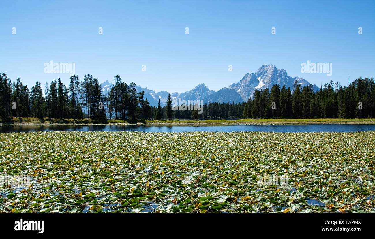 Heron Teich, Grand Teton National Park, Wyoming Stockfoto