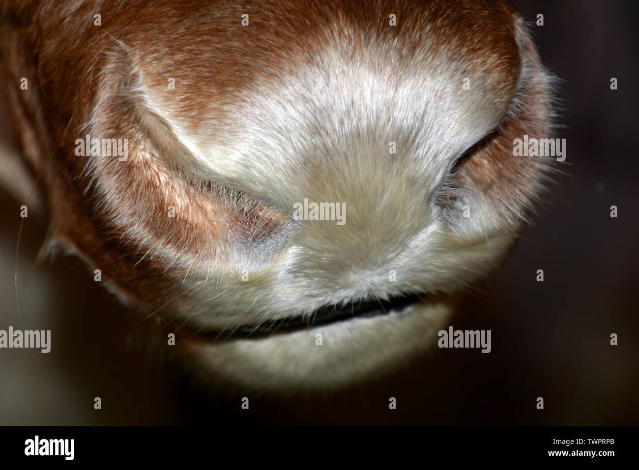 Haarige caribou Nase mit silber glänzenden Haare im Winter, Rentier Nase mit viele Haare Stockfoto