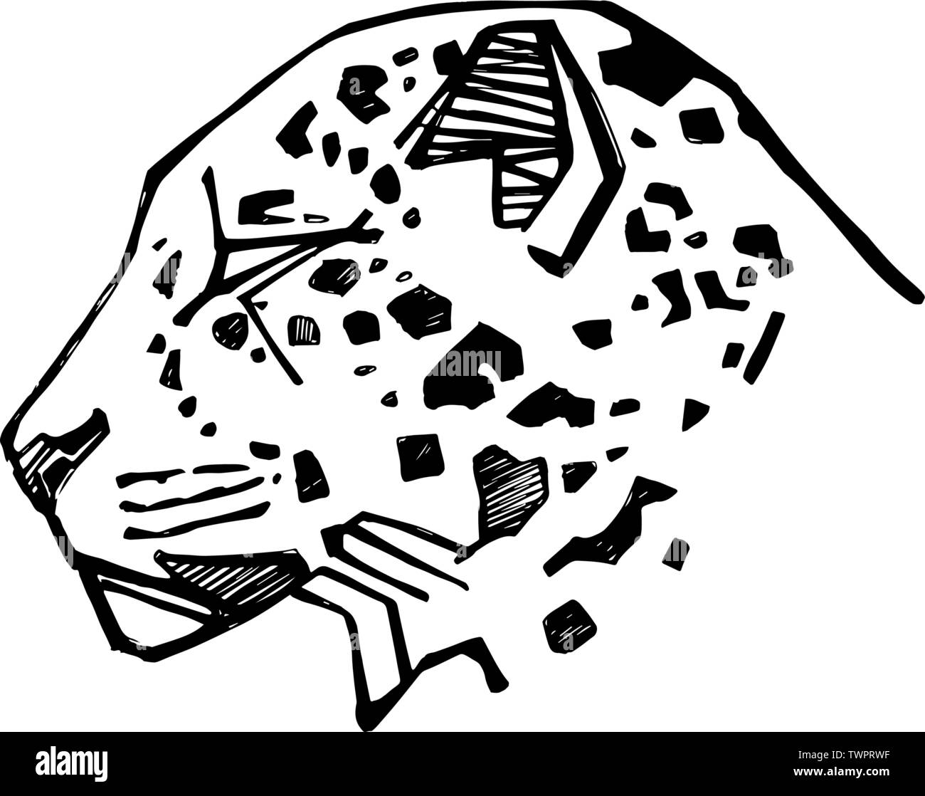 Hand gezeichnet vector Abbildung oder Zeichnung von einem Jaguar Kopf Stock Vektor