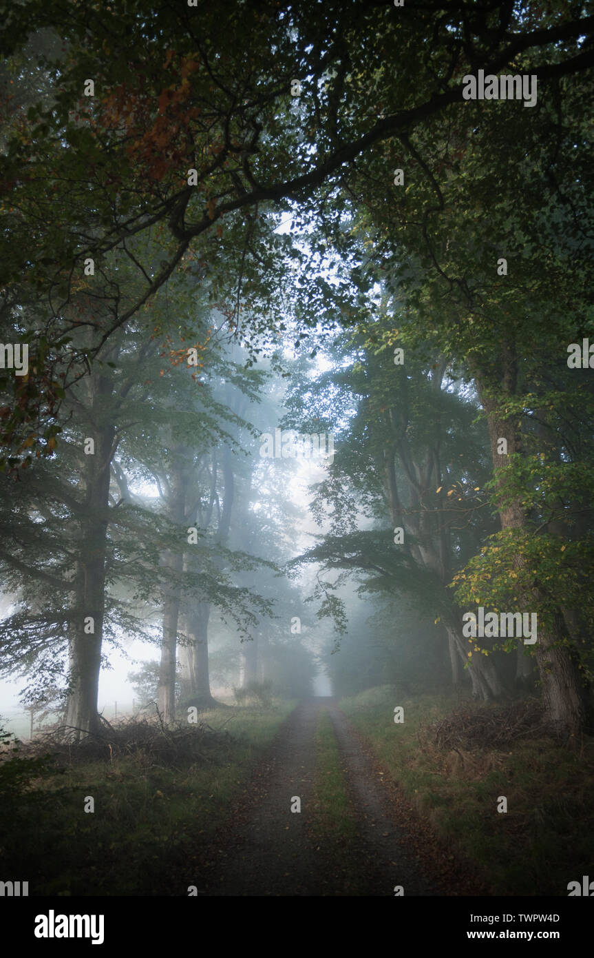 Anschluss über misty Bäume - Strathpeffer, Ross-shire, Schottland. Stockfoto