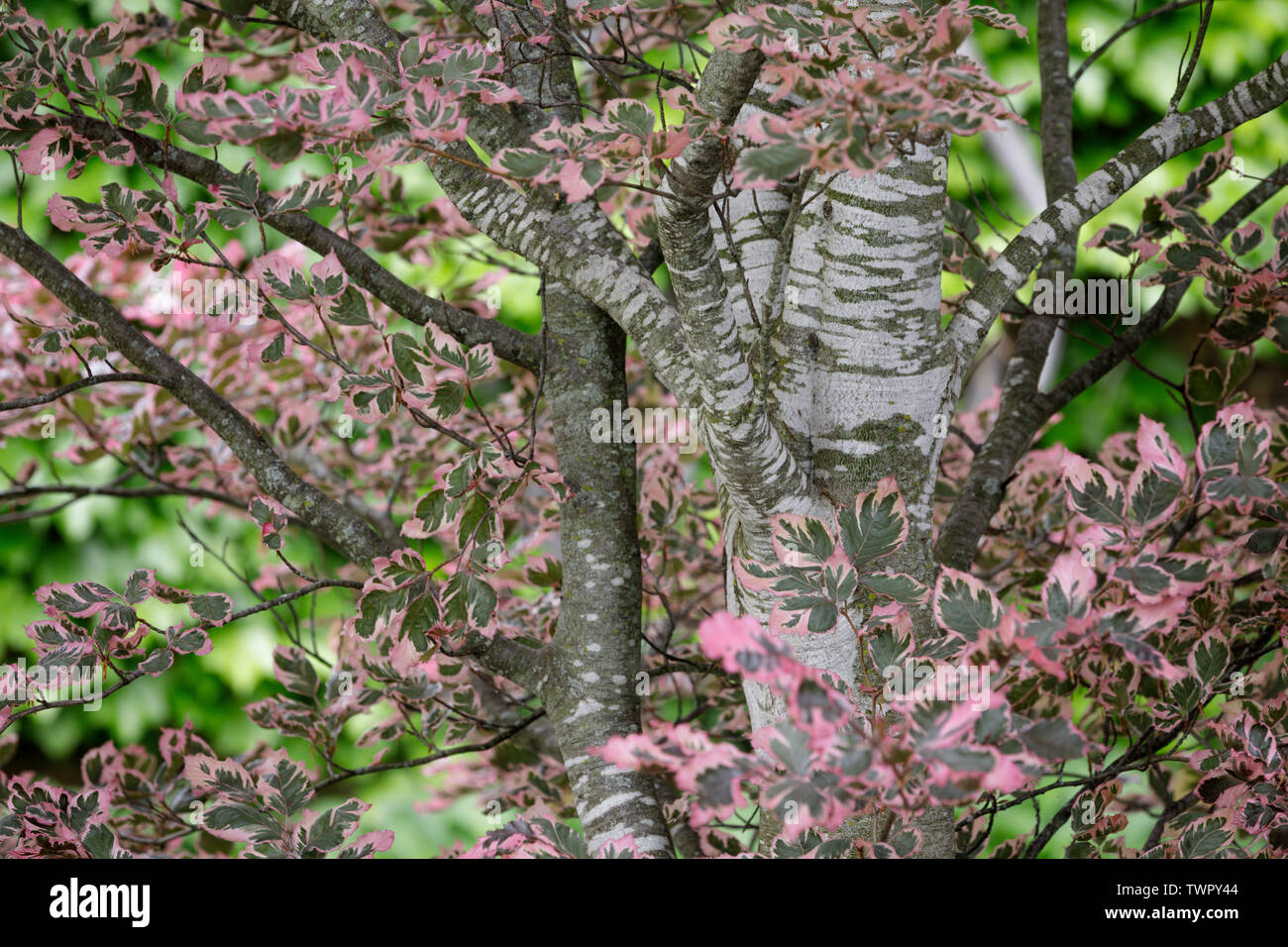Tri-color Beech, Fagus sylvatica 'Argenteo Napi' markante, hat Blattfarben und gescheckte Rinde. Stockfoto