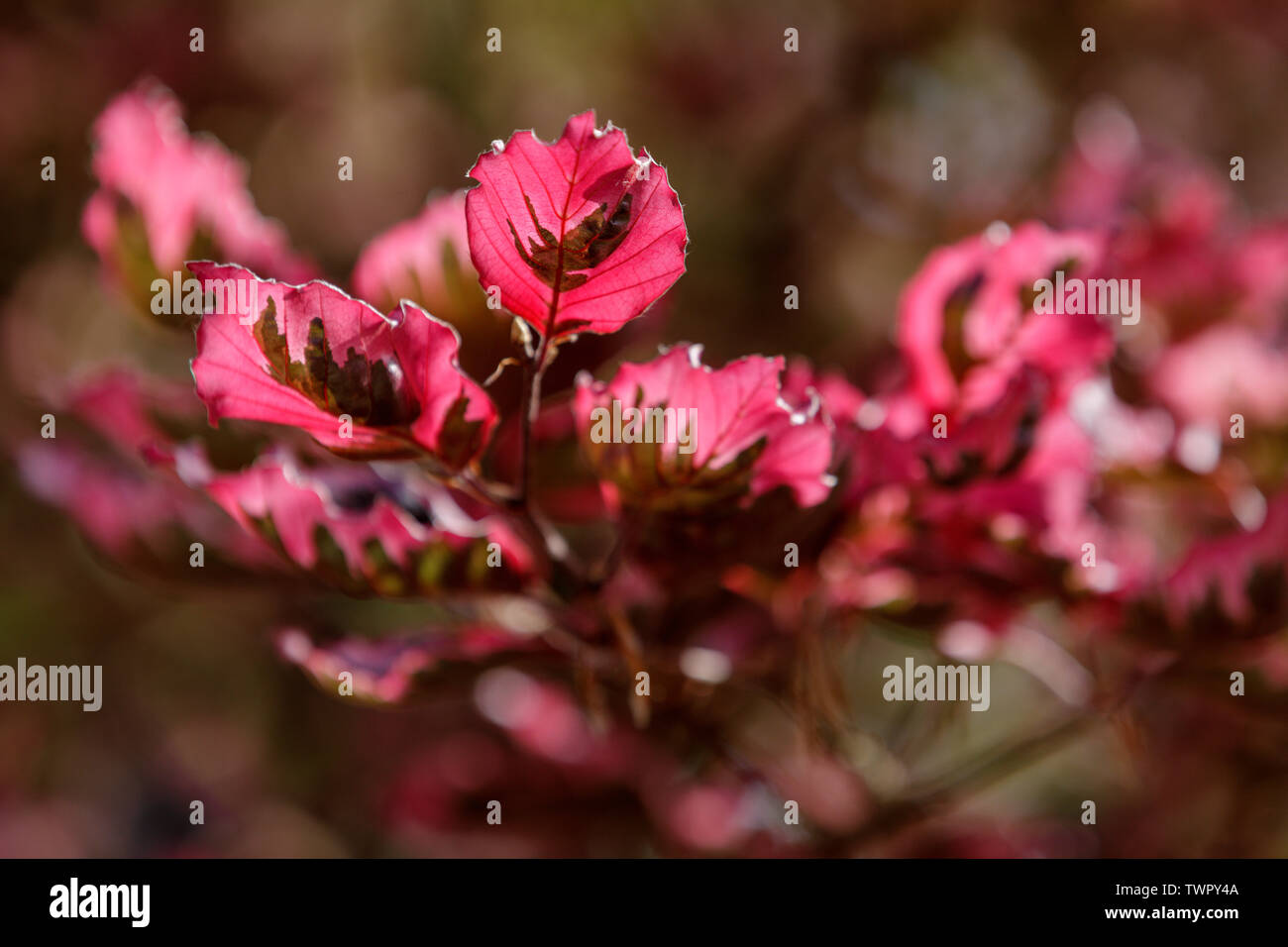 Tri-color Beech, Fagus sylvatica 'Argenteo Napi' markante, hat Blattfarben und gescheckte Rinde. Stockfoto