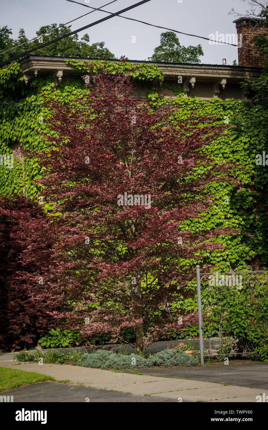 Tri-color Beech, Fagus sylvatica 'Argenteo Napi' markante, hat Blattfarben und gescheckte Rinde. Stockfoto