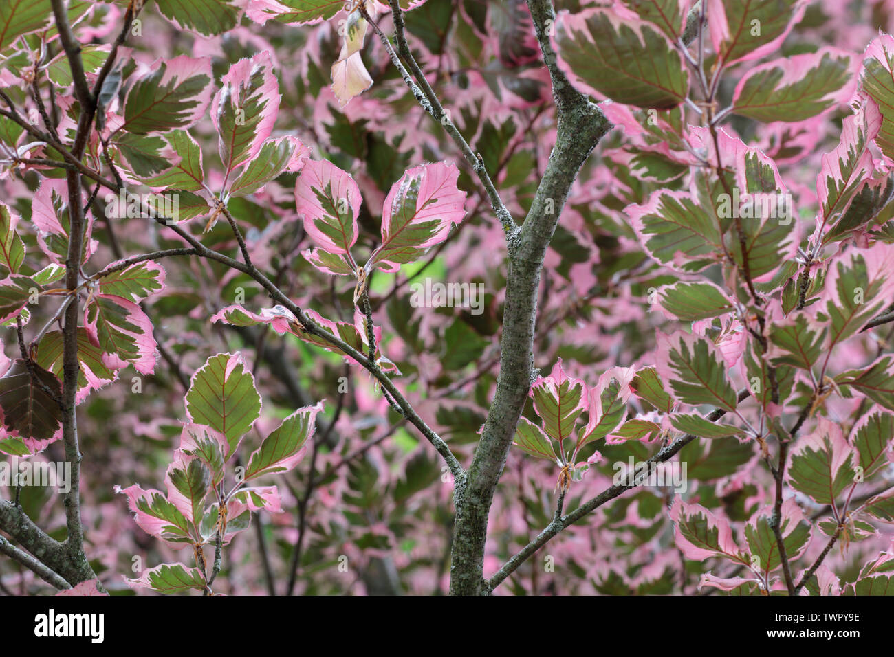 Tri-color Beech, Fagus sylvatica 'Argenteo Napi' markante, hat Blattfarben und gescheckte Rinde. Stockfoto